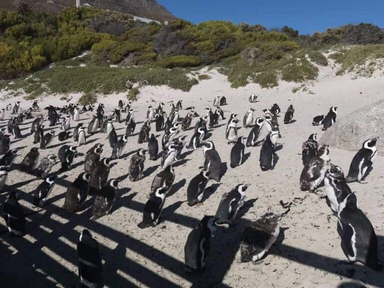 Penguin