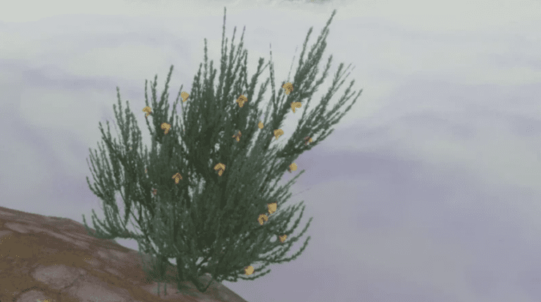 An illustration of what the rare Rooibos shrub looks like in Enshrouded