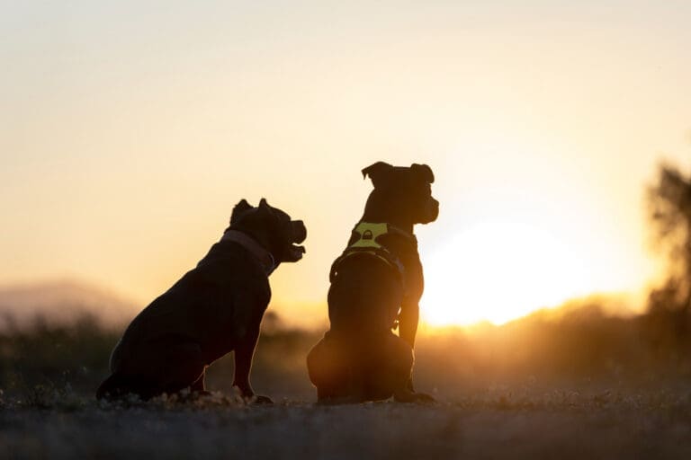 PayPoint And SPCA Launch Digital Donation Platform For A Paws-itive Impact PayPoint