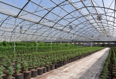 Cannabis Farming