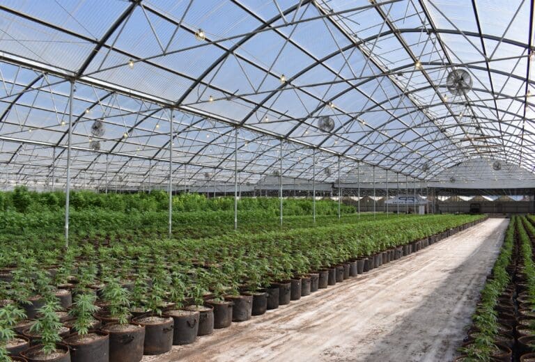 Cannabis Farming
