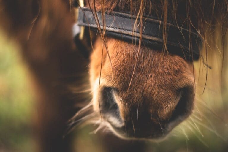Data Analytics in Horse Racing